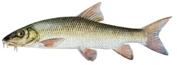 Barbillon