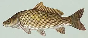La carpe