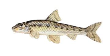 Le goujon
