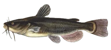 Ictalurus melas