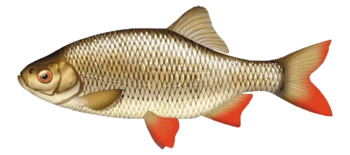 Le rotengle