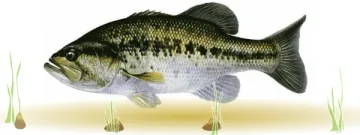 Micropterus salmoides.