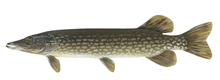 Esox lucius