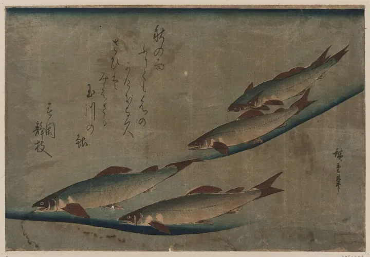 Estampe japonaise d'Utagawa Hiroshige representant des ayus dans le courant