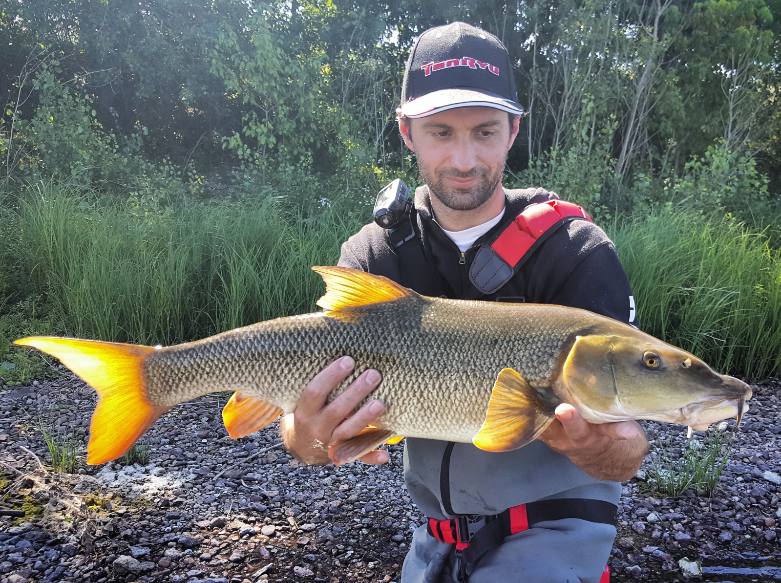 Le barbeau et ses techniques de pêche Apprendre à pêcher