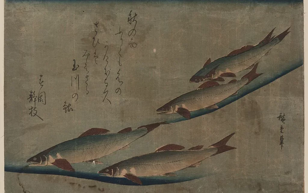 Pêcher la truite aux leurres japonais : Ryuki, D-Contact et la méthode